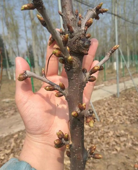 饱满的花芽运用辨证管理技术在北京全保合作社实验示范园的樱桃树