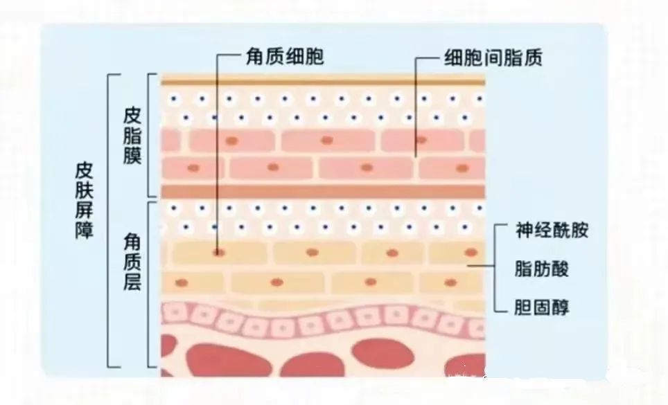 皮肤屏障是什么,怎么修复