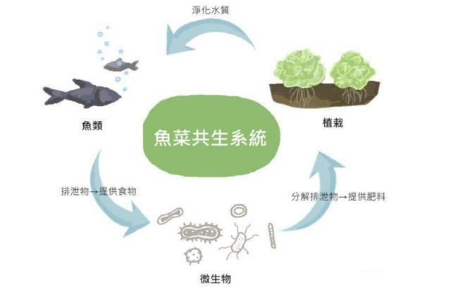 鱼菜共生系统到底是什么?很多人都在说,但核心的原理并不知道