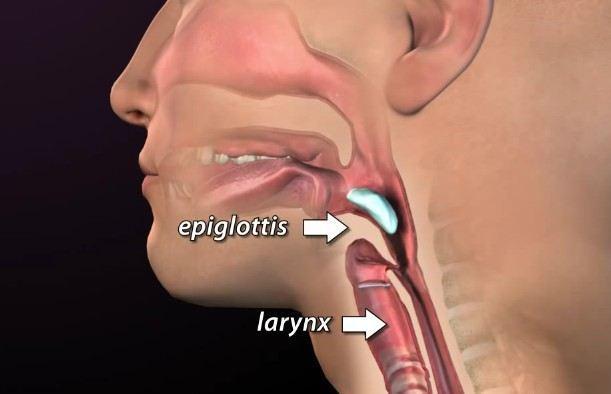 会厌(epiglottis)位置示意图,在吞咽食物,喝水,会厌自动关闭,避免误入