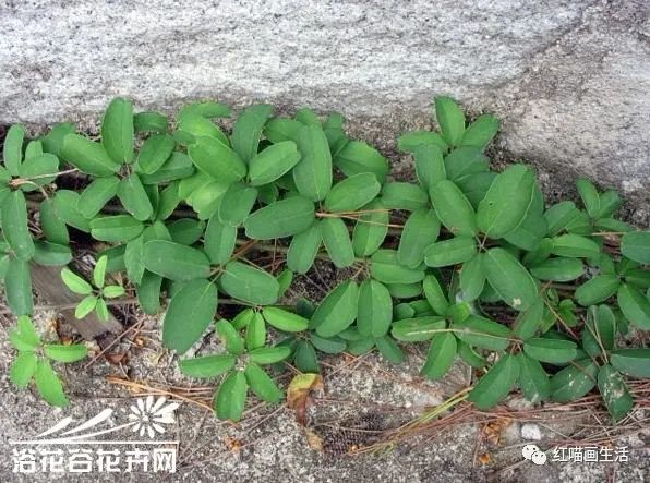 针管笔|百味草药香之九
