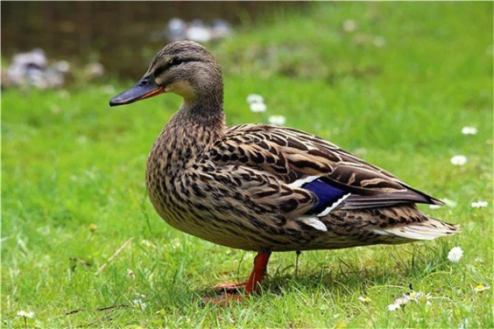 绿头鸭是最常见比较大型的野鸭