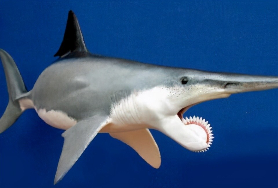旋齿鲨