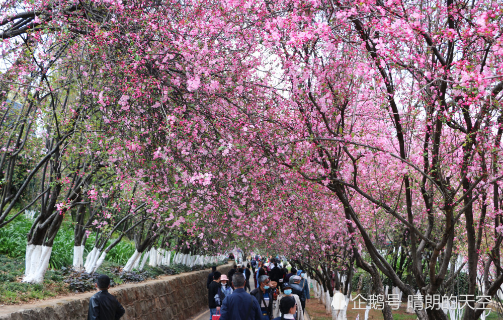 摄影组图:昆明圆通山海棠花绽放,观赏,摄影正是好时候_腾讯新闻