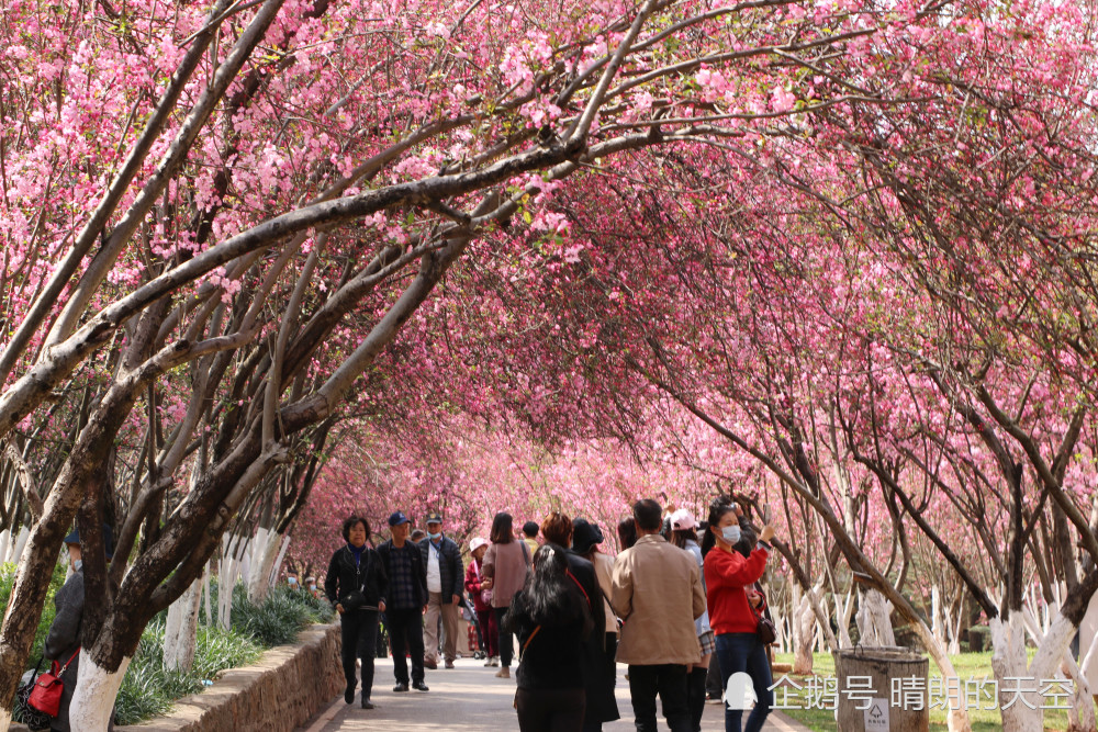 摄影组图:昆明圆通山海棠花绽放,观赏,摄影正是好时候_腾讯新闻