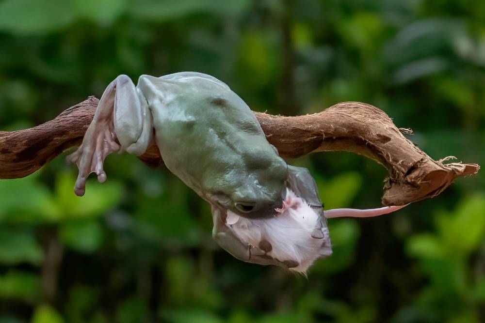 印尼摄影师拍到青蛙吞老鼠,一口咬断老鼠脖子,整个生吞下去