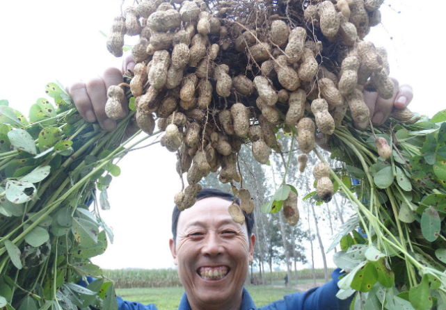 最高亩产达2086斤,最重单果达5.5克,巨花三号花生来了