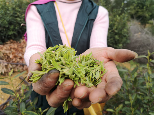 茶香满山野!桐柏首批春茶开采