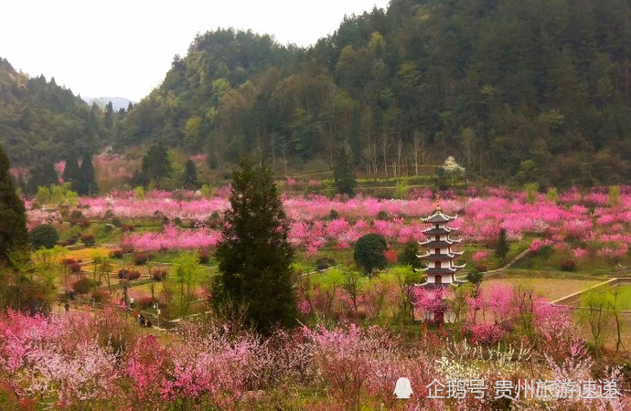 三生三世,十里桃花,来贵州这里邂逅桃花开