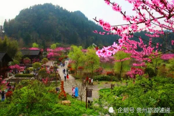 三生三世,十里桃花,来贵州这里邂逅桃花开