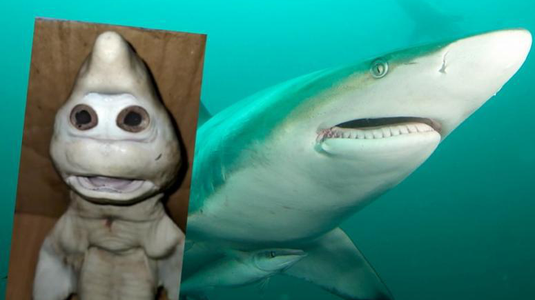 印尼惊现人脸鲨鱼,是日本排泄核污水,导致它基因突变?