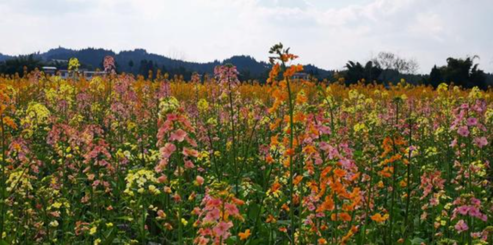 江西农大官宣45色油菜花,2个问题出答案,价值曝光