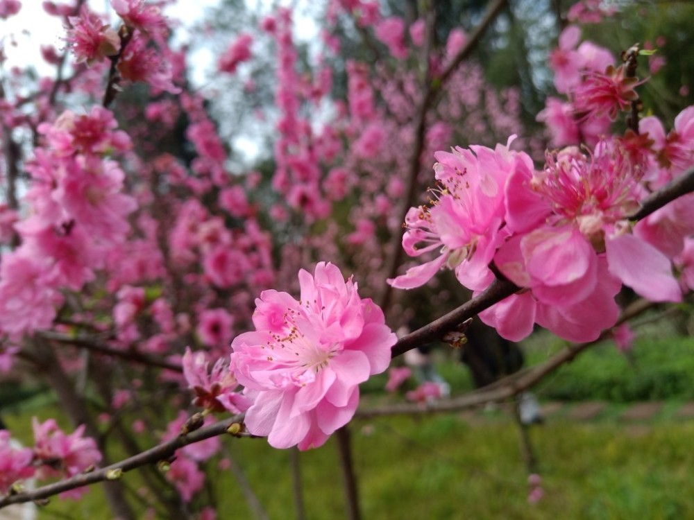 三生三世十里桃花!自贡尖山桃花盛开等你来品