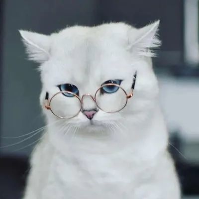萌宠微信头像