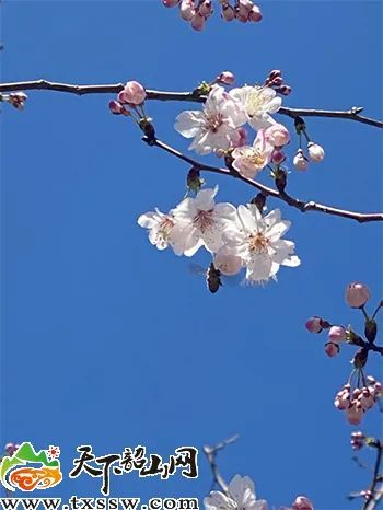 山里人