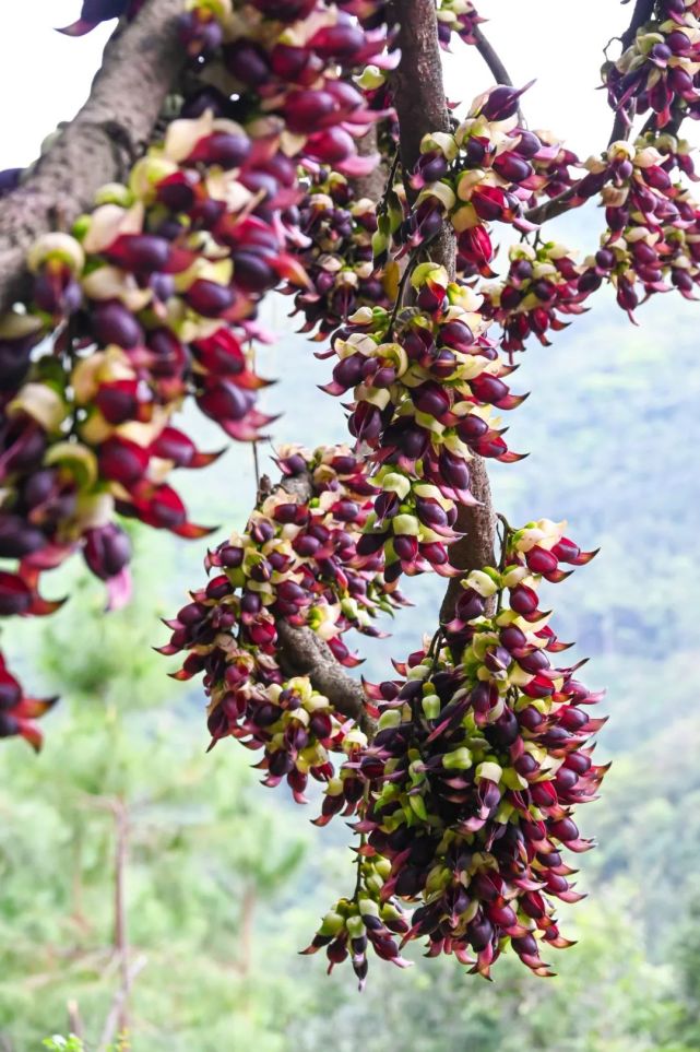 至今已有180多年历史 与人工种植不同 野生的禾雀花显得更 野 它们在