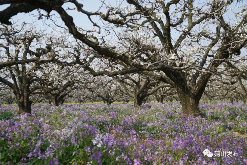 砀山发布2021年度梨花盛花期预测日期