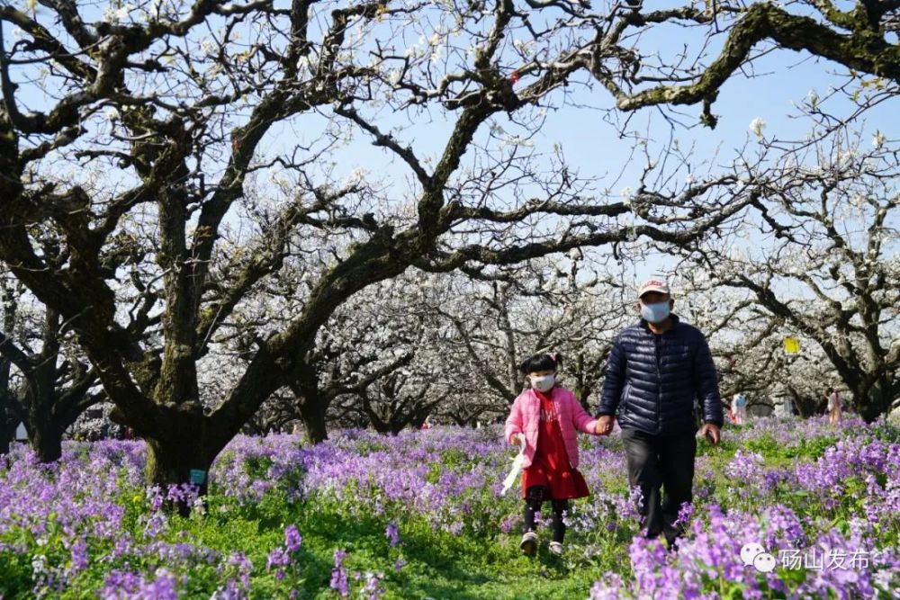 砀山发布2021年度梨花盛花期预测日期