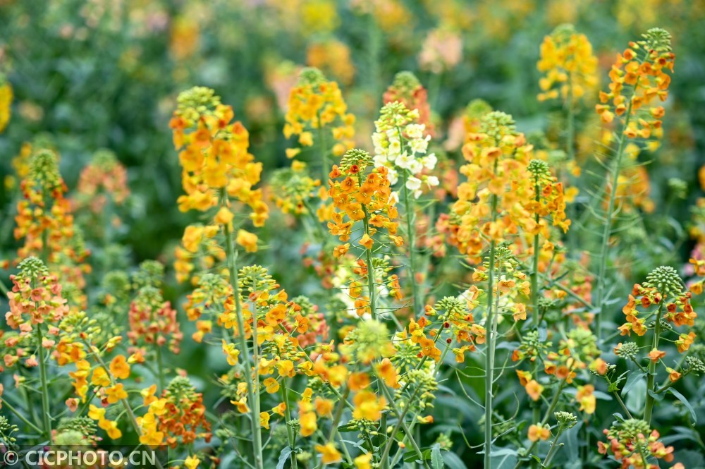 45种颜色快来看看彩色油菜花