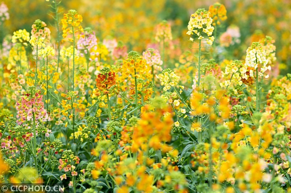 快来看看彩色油菜花