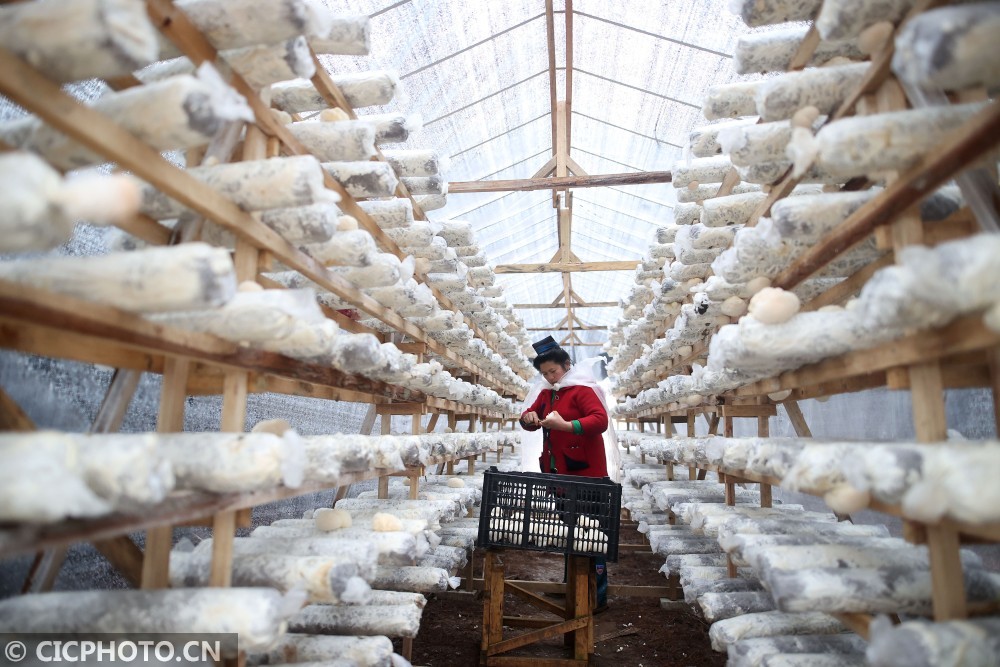 贵州丹寨:食用菌种植助搬迁群众增收