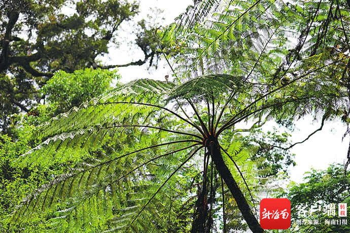 伯乐树.符才会 摄 五指山国家级自然保护区里的桫椤.