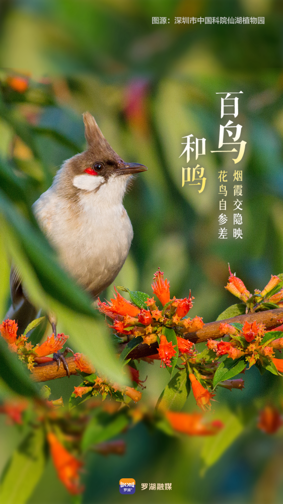 春天你好罗湖最美飞花令请接招