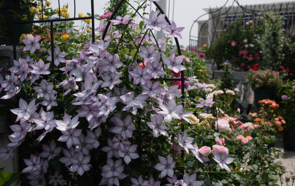 乌托邦—能在阳台上养的铁线莲,花量巨大,轻松开成一片花瀑布!