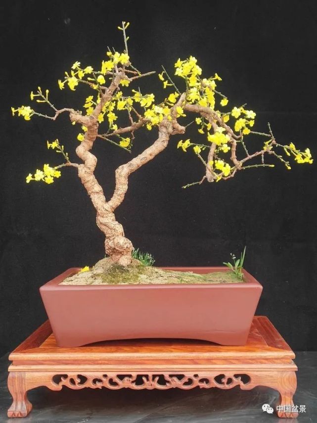 迎春盆景培养制作技术与作品欣赏