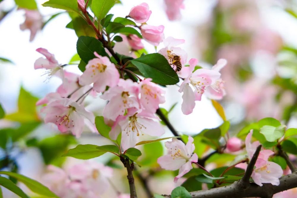 阳春三月春意浓 正是赏花好时节