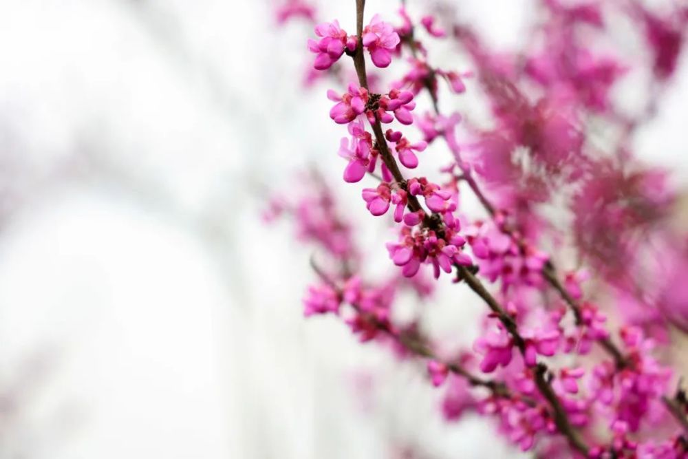 阳春三月春意浓 正是赏花好时节