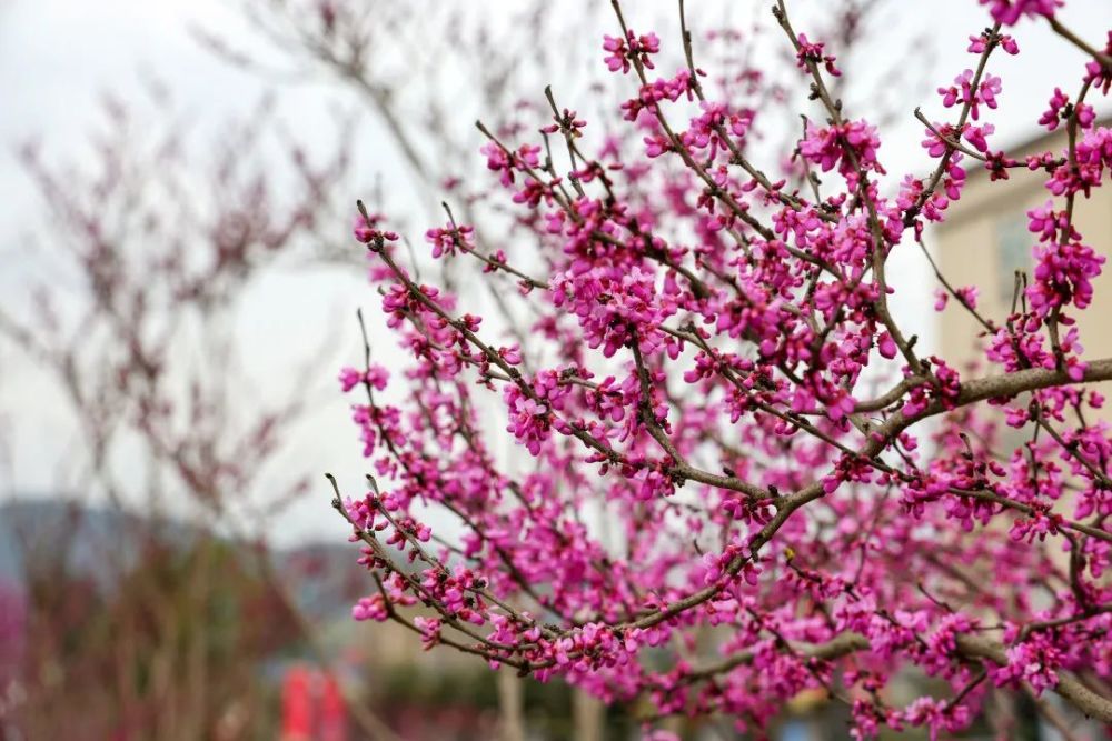 阳春三月春意浓 正是赏花好时节