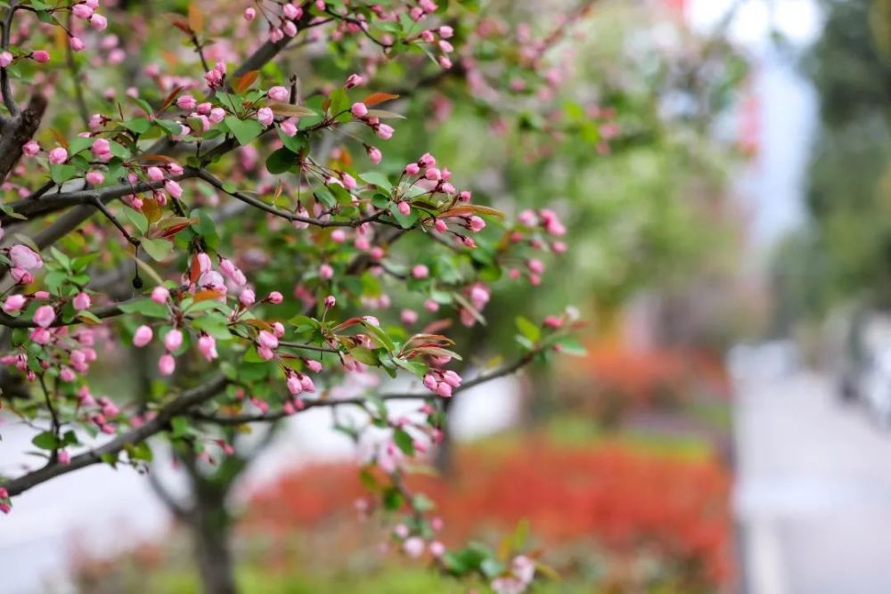 阳春三月春意浓 正是赏花好时节