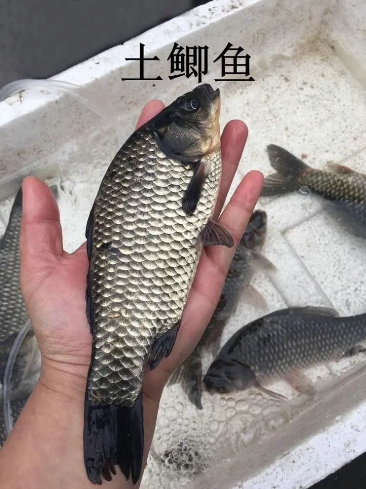 买鲫鱼要分清工程鲫和土鲫差别很大买错难吃不鲜美