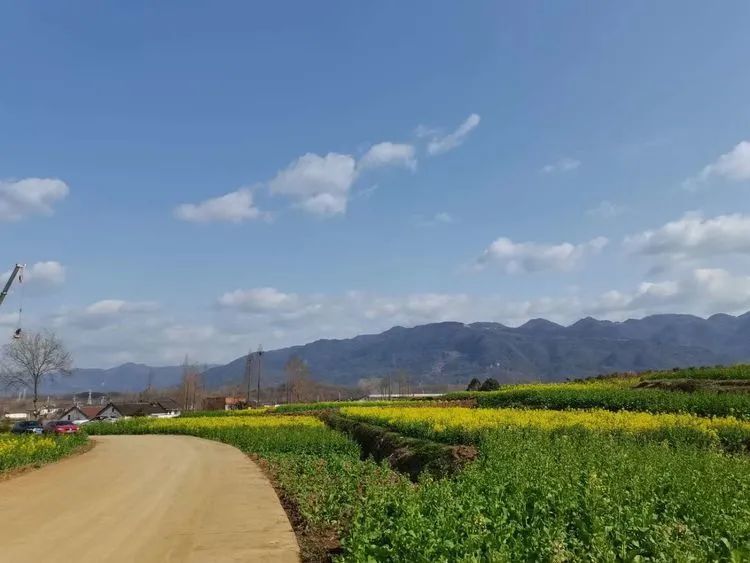 花海汉中,西乡杨河高土坝今天火了.都在这里游玩