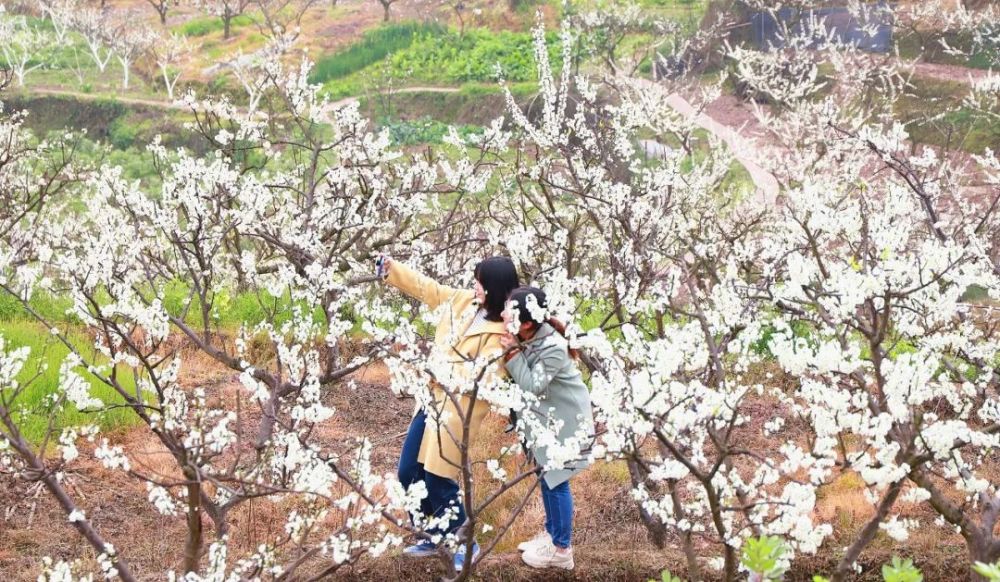 梨花,桃花,油菜花……宜宾最全最美的赏花地图在这里!