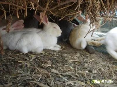 兔子一个月生一窝,繁殖速度比肩老鼠,为何养兔致富的人却很少?