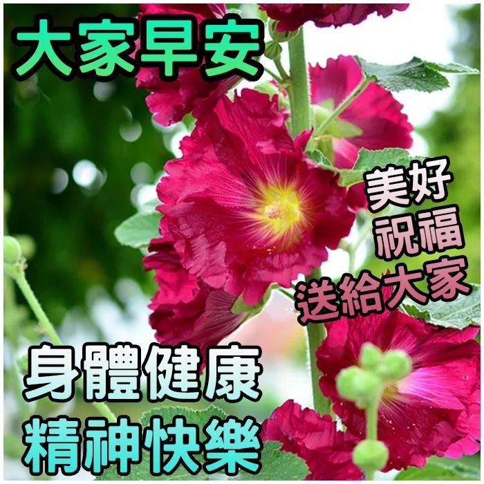 每日早安问候语 早上好祝福图片大全