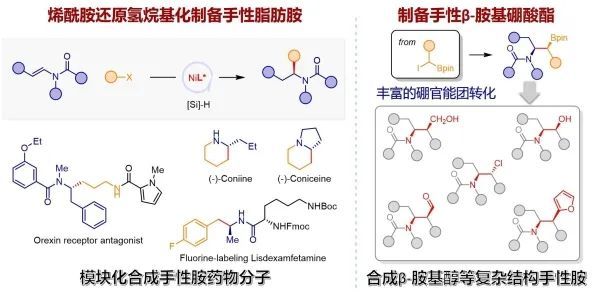 图.烯酰胺还原氢烷基化合成手性脂肪胺 来源:中国科学技术大学