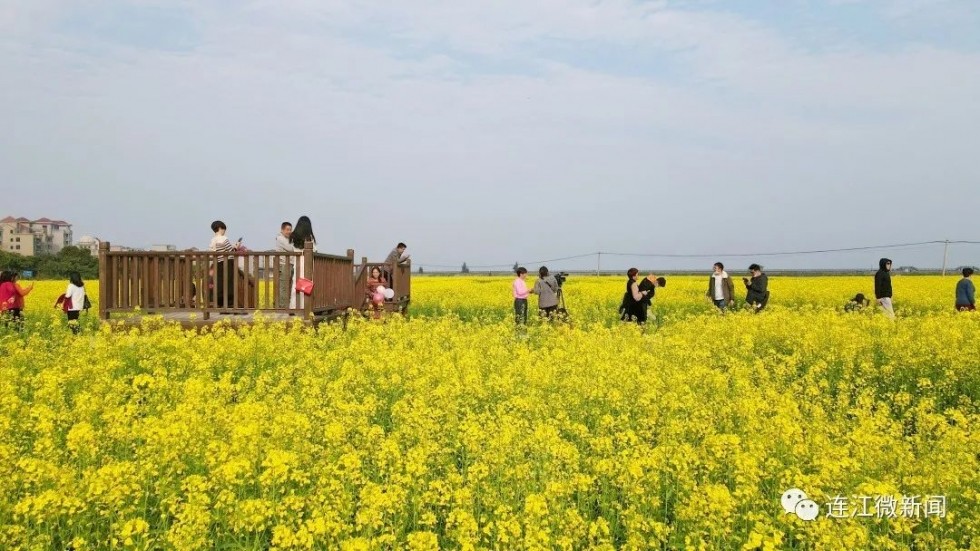 眼下马鼻镇村前村的油菜花已经进入盛花期.