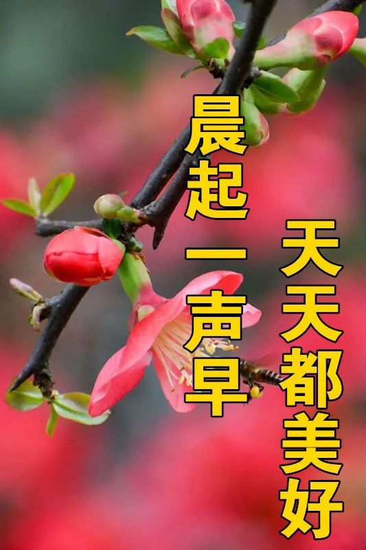 11月14日最漂亮早上好动态表情图片大全,早晨好动图美图大全