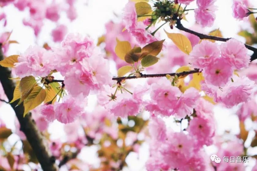 桃花三月雨简谱_三月桃花心中开简谱(3)