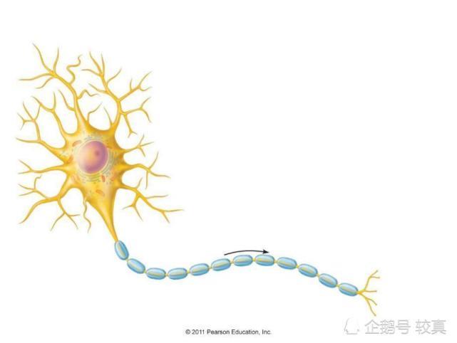 图1,神经元模式图,左侧黄色部分为胞体,发出的浅蓝色纤维即轴突