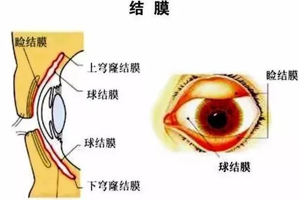 结膜是覆盖在眼睛表面的一层组织,分为睑结膜,穹隆部结膜,以及球结膜.