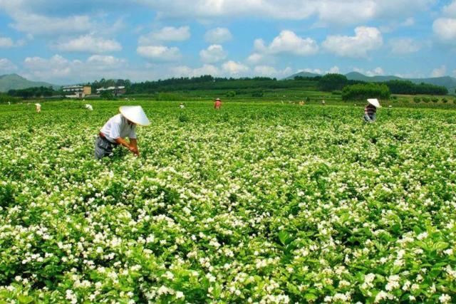 广西横州县gdp_广西gdp排名2020(2)
