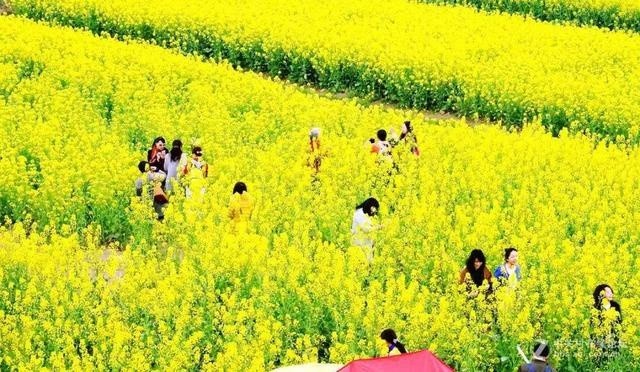 2021年湖南·临湘第三届江南油菜花节即将盛大开幕,get√这些看点