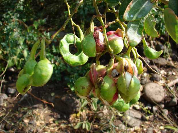 荒野维生野菜系列——牛蹄豆