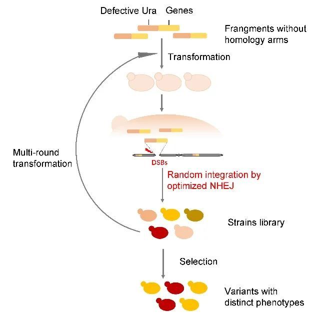 解脂耶氏酵母中基于非同源末端连接(nhej)机制基因组建库技术的开发