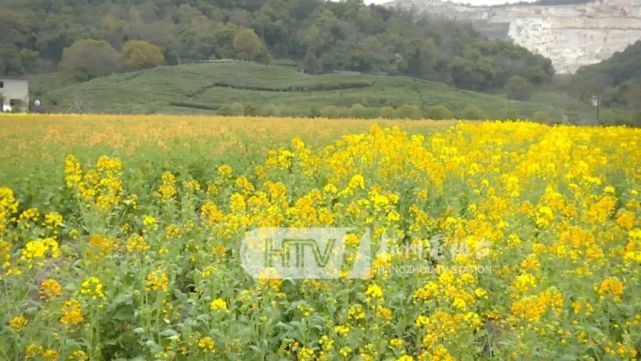 七彩油菜花田!100多亩!就在杭州这里