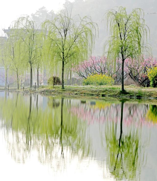 桃红柳绿的美景倒映在水中,春风拂面泛起点点涟漪.